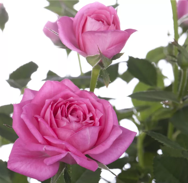 Minirose 'Kordana' Minirose 'Kordana'