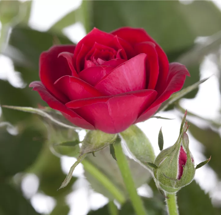 Minirose 'Kordana' Minirose 'Kordana'