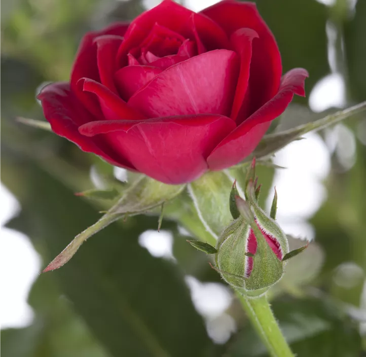 Minirose 'Kordana' Minirose 'Kordana'