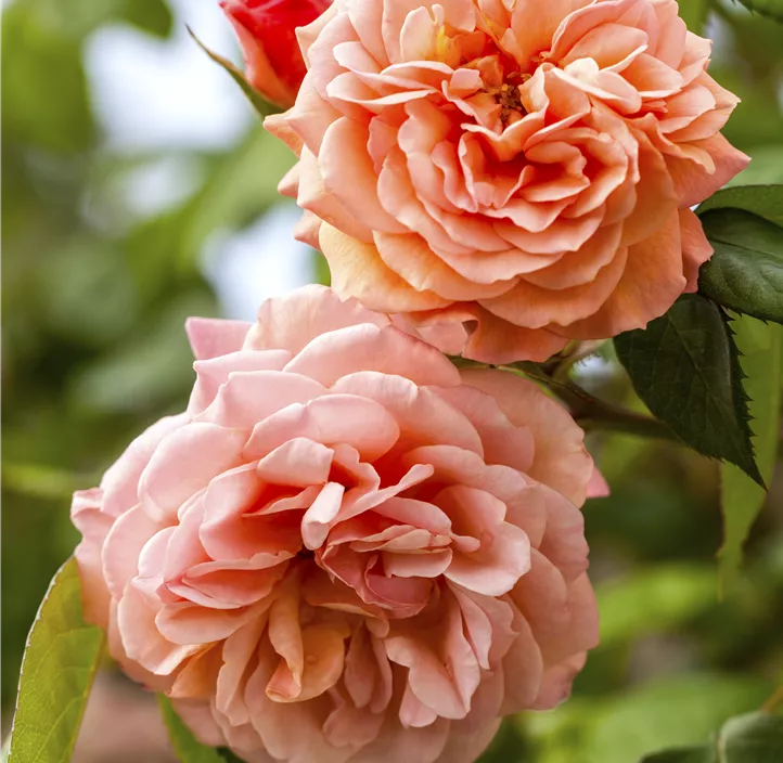 Minirose 'Kordana' Minirose 'Kordana'