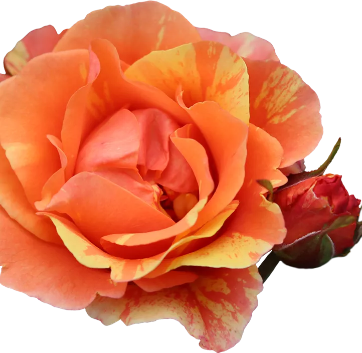 Beetrose 'Lollipop'®