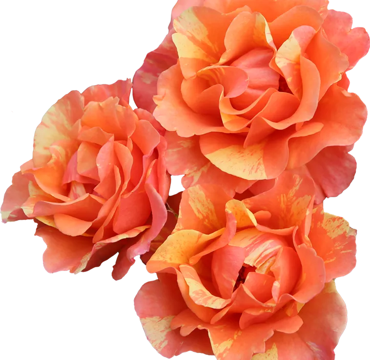 Beetrose 'Lollipop'®