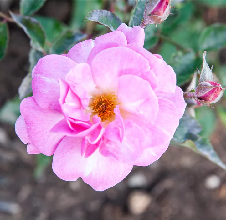 Beetrose Simsalabim Beetrose Simsalabim