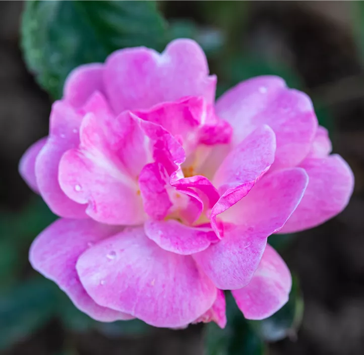 Beetrose Simsalabim Beetrose Simsalabim