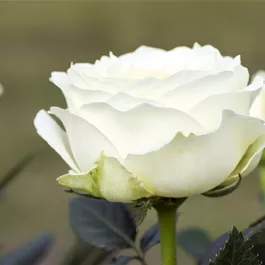 Rose hybride Infinity