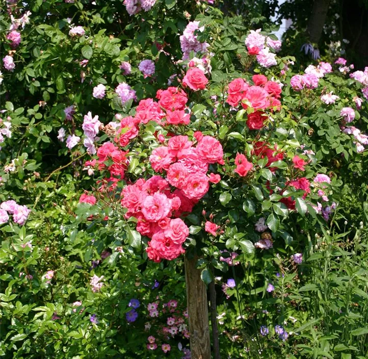 Zwergrose 'Red Rosamini'®