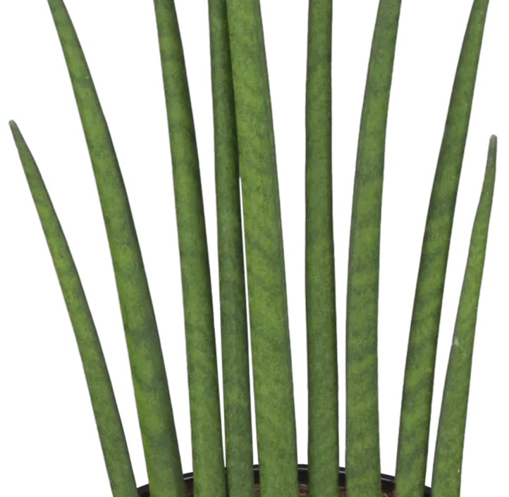 Bogenhanf 'Fernwood Mikado' Bogenhanf 'Fernwood Mikado'