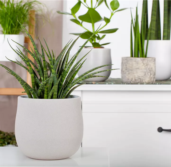 Bogenhanf 'Fernwood Punk'