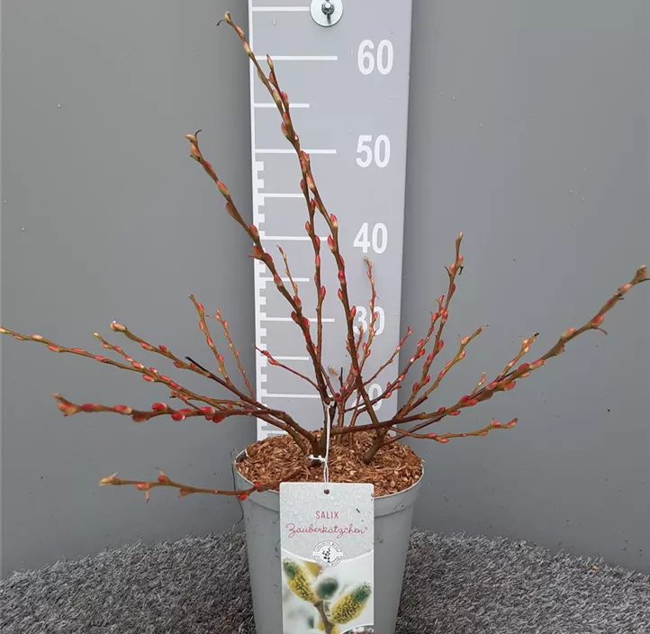 Zauberkätzchenweide  Zauberkätzchenweide