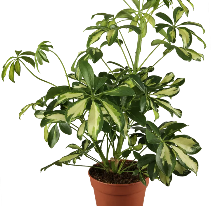 Kleine Strahlenaralie 'Gerda'