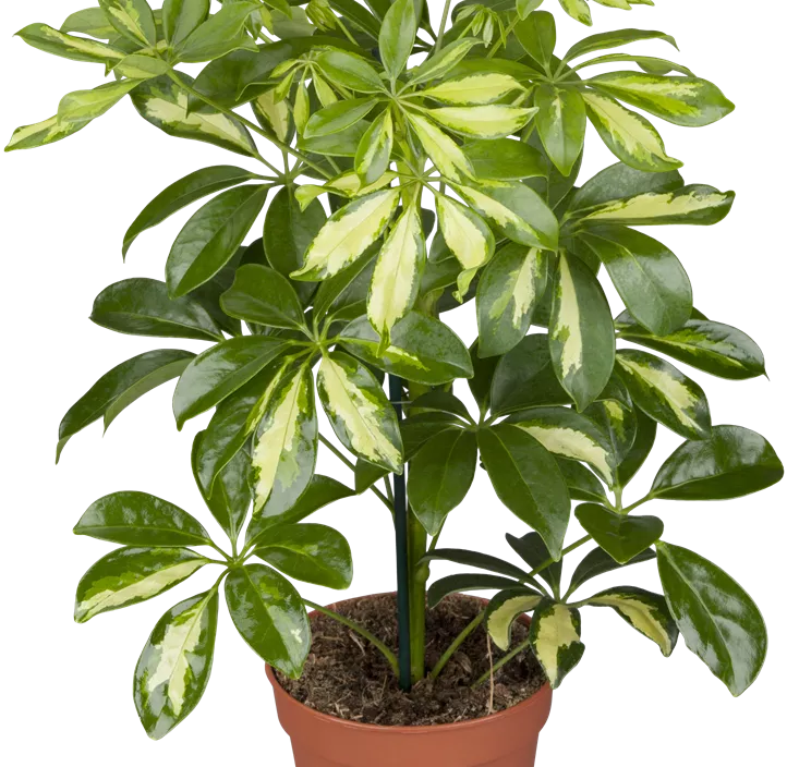 Kleine Strahlenaralie 'Gerda'