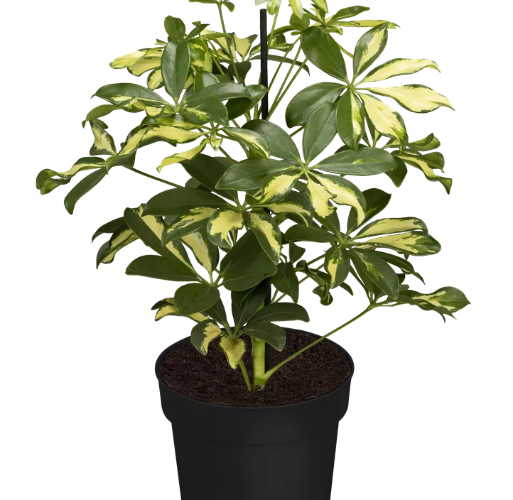 Kleine Strahlenaralie 'Gerda'