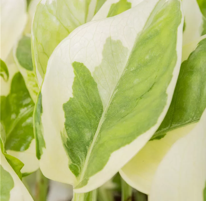 Gefleckte Efeutute 'N´Joy' Gefleckte Efeutute 'N´Joy'