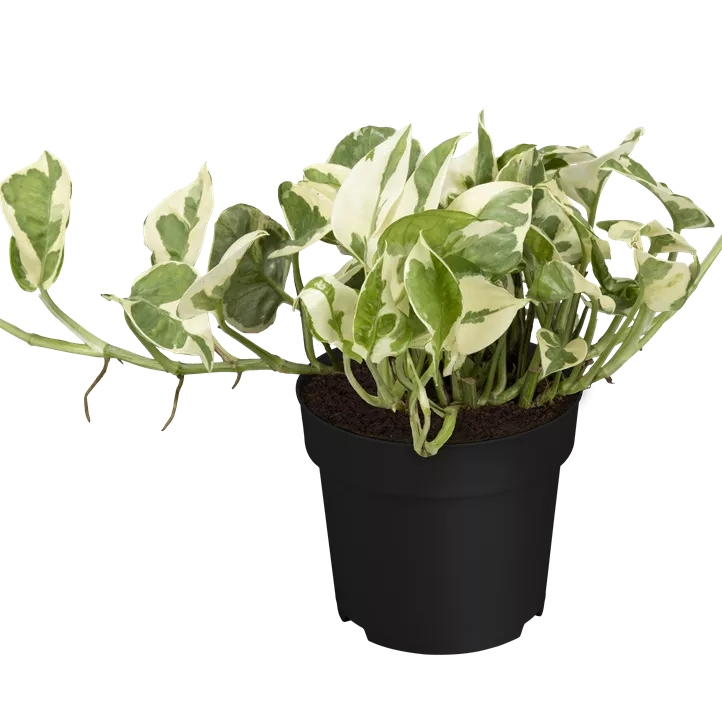 Gefleckte Efeutute 'N´Joy' Gefleckte Efeutute 'N´Joy'