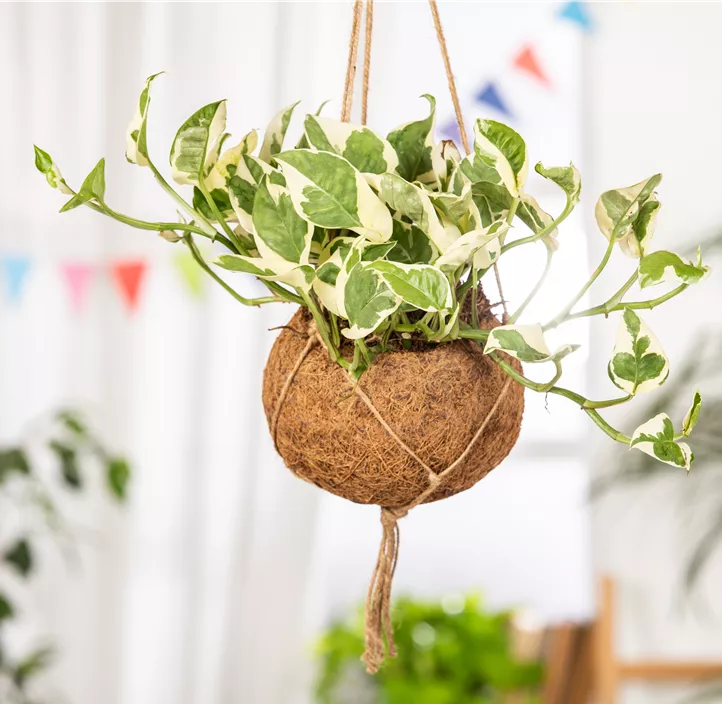 Gefleckte Efeutute 'N´Joy' Gefleckte Efeutute 'N´Joy'