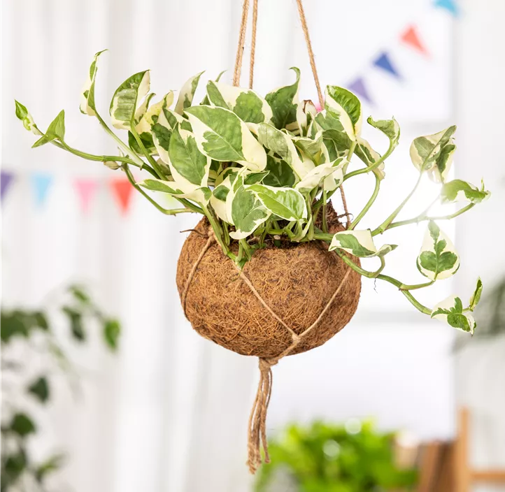 Gefleckte Efeutute 'N´Joy' Gefleckte Efeutute 'N´Joy'