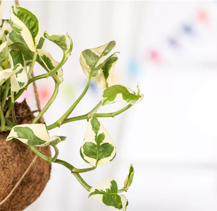 Gefleckte Efeutute 'N´Joy' Gefleckte Efeutute 'N´Joy'