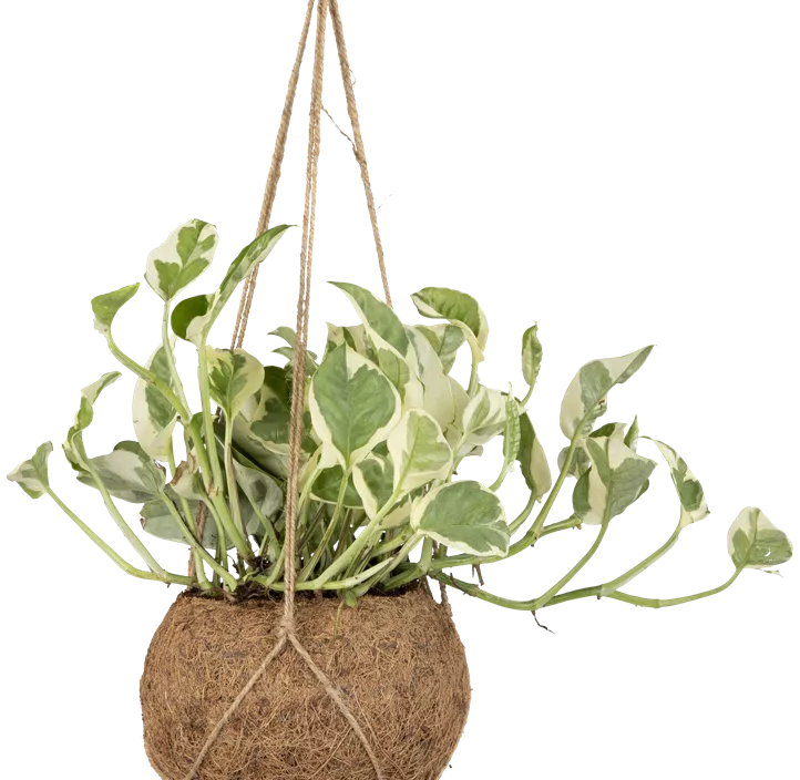 Gefleckte Efeutute 'N´Joy' Gefleckte Efeutute 'N´Joy'