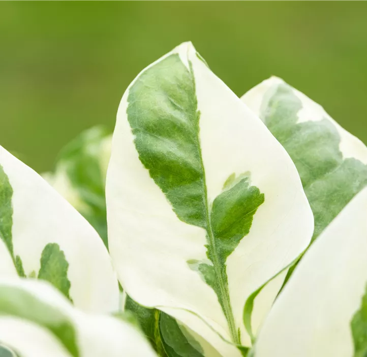 Gefleckte Efeutute 'N´Joy' Gefleckte Efeutute 'N´Joy'