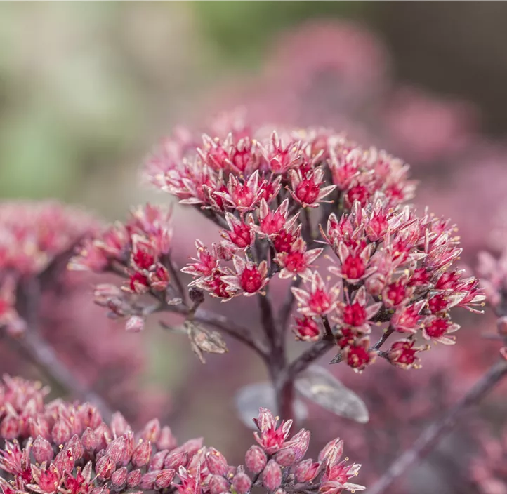 Großes Garten-Fettblatt 'Cherry Chocolate'