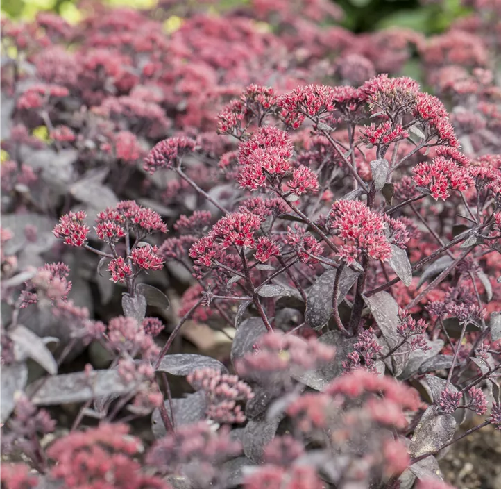 Großes Garten-Fettblatt 'Black in Black'