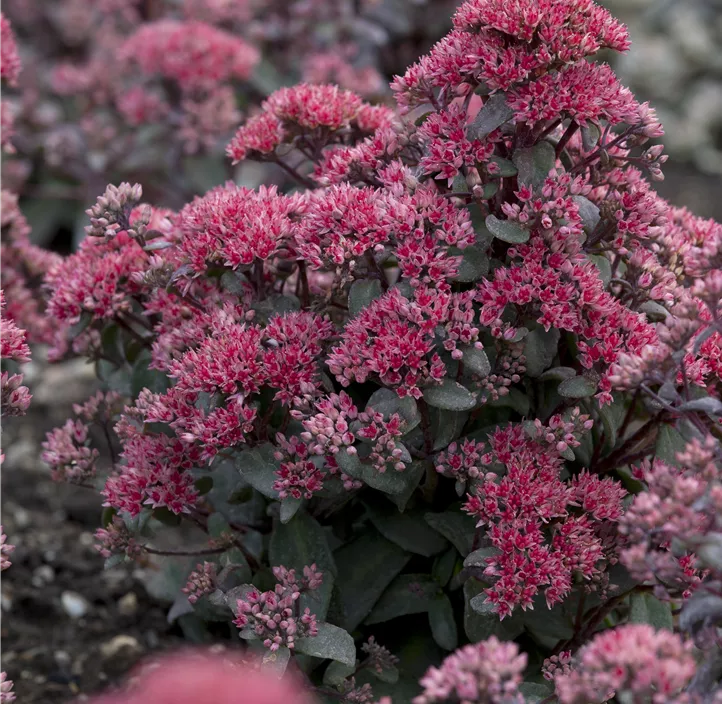 Großes Garten-Fettblatt 'Black in Black'