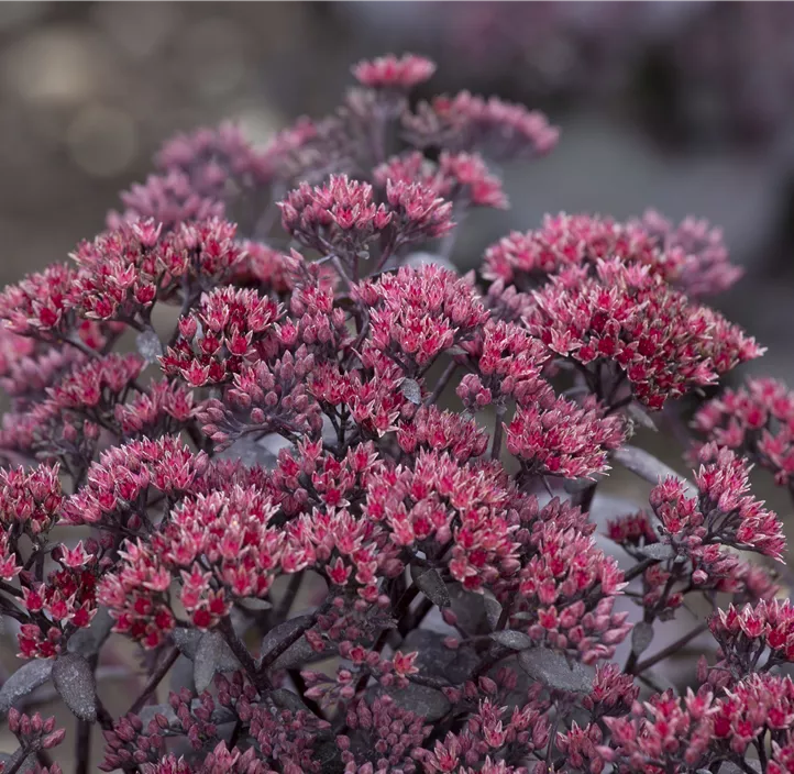 Großes Garten-Fettblatt 'Black in Black'