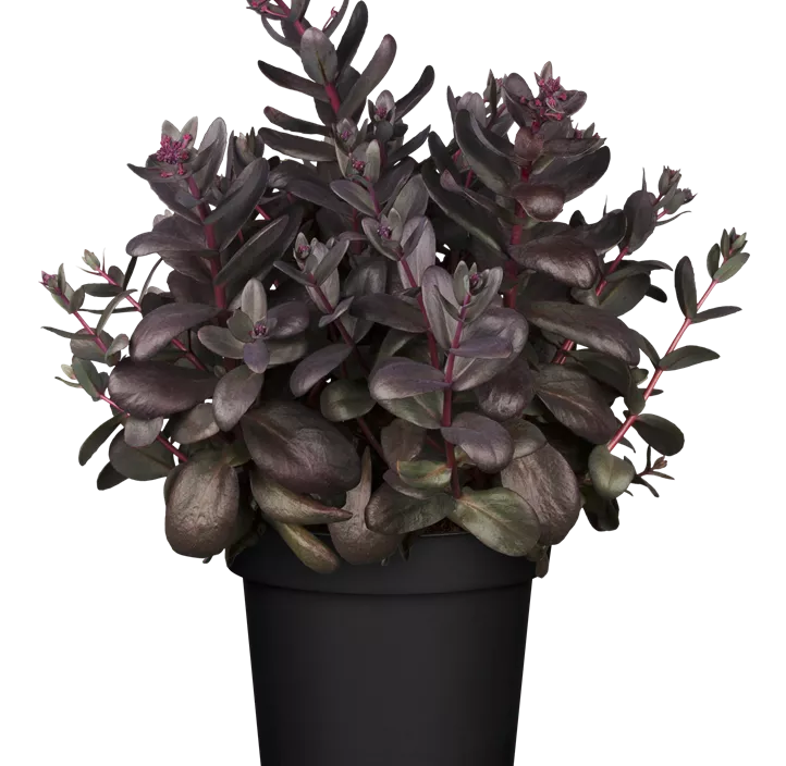 Großes Garten-Fettblatt 'Black in Black'