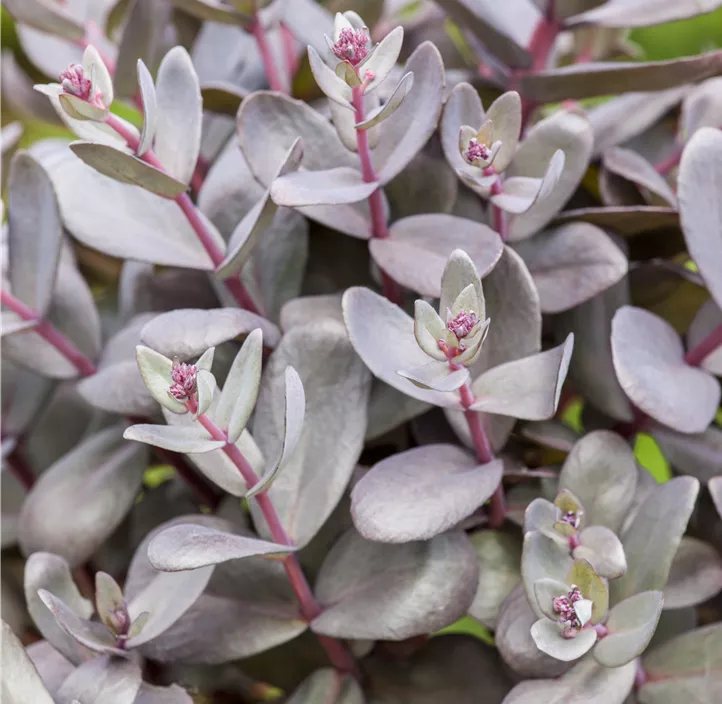 Großes Garten-Fettblatt 'Black in Black'