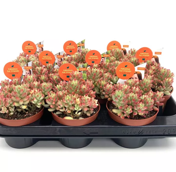 Mauerpfeffer 'Roseum'