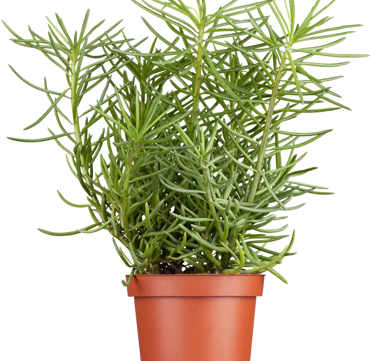 Greiskraut 'Himalaya' Greiskraut 'Himalaya'