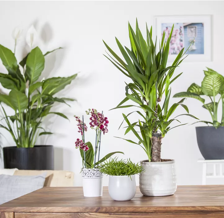 Greiskraut 'Himalaya' Greiskraut 'Himalaya'