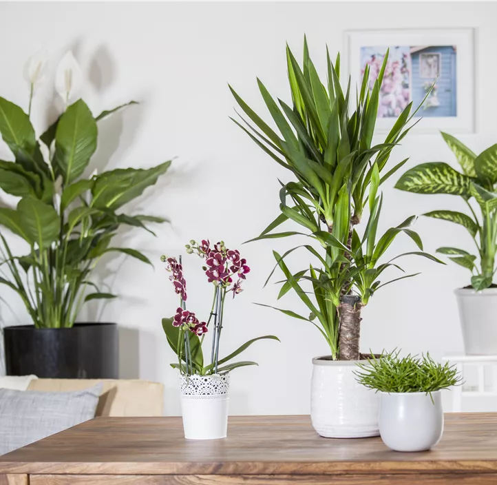 Greiskraut 'Himalaya' Greiskraut 'Himalaya'