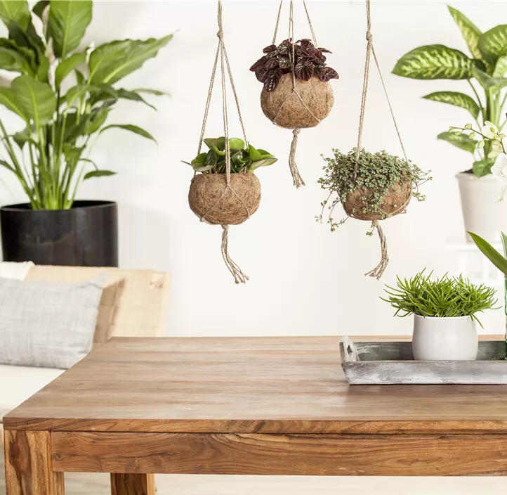 Greiskraut 'Himalaya' Greiskraut 'Himalaya'