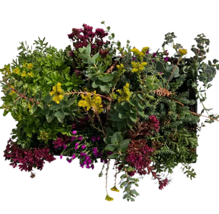 Sedummatten Sedummatten