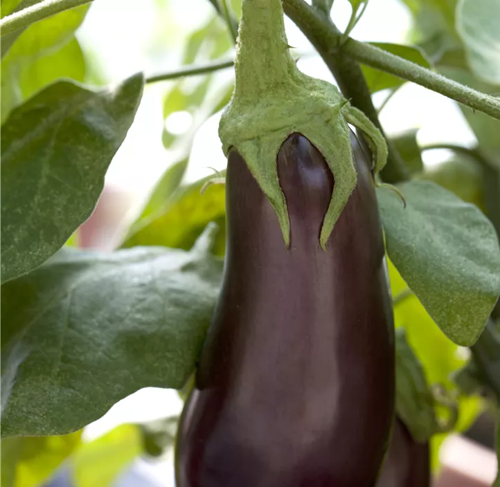 Aubergine