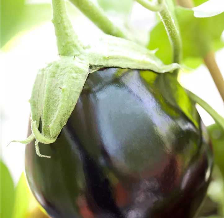Aubergine