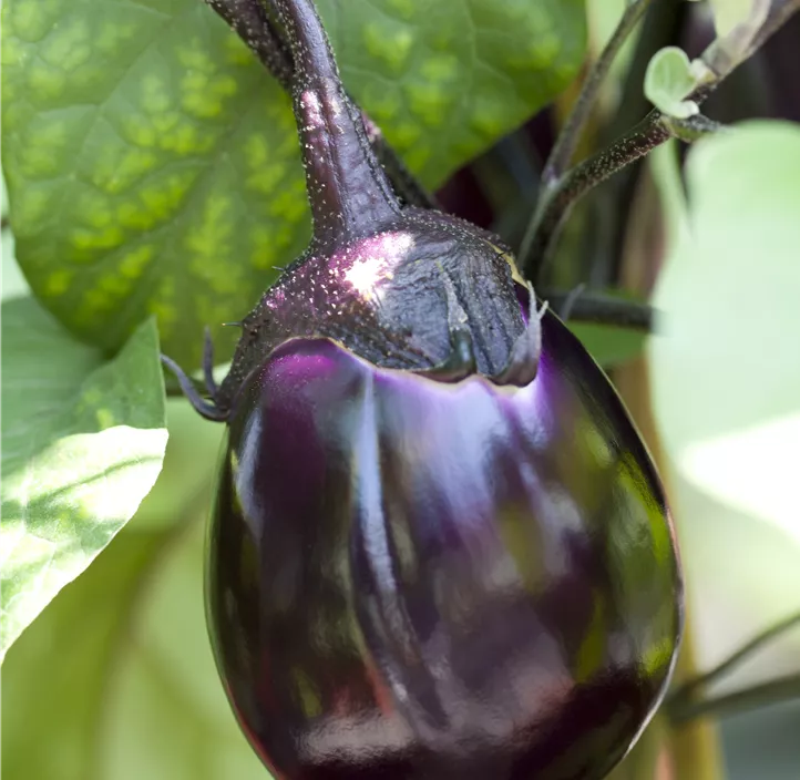 Aubergine