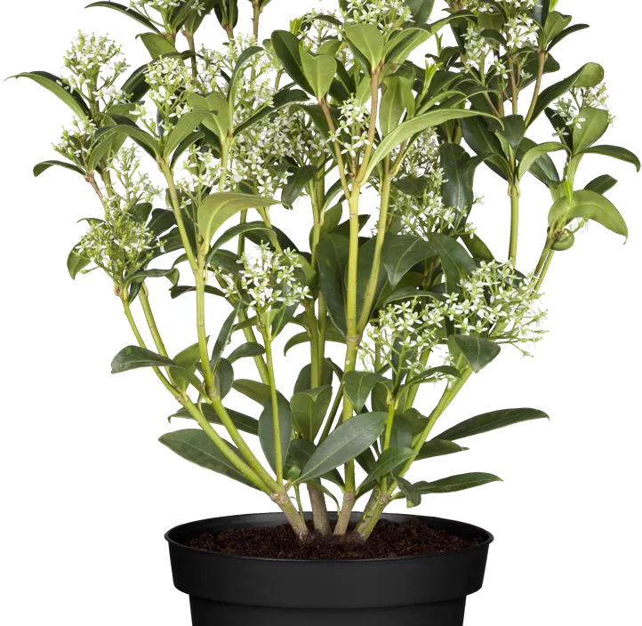 Japanische Fruchtskimmie