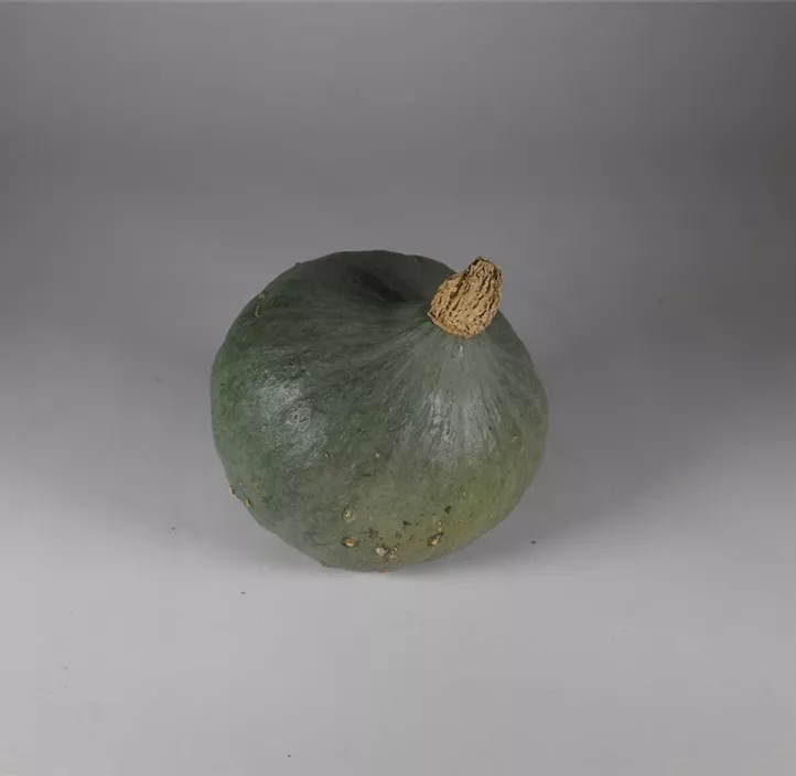 Speisekürbis Blue Ballet Speisekürbis Blue Ballet