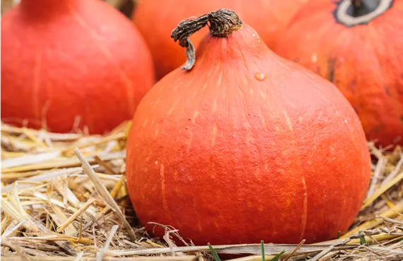Cucurbita pepo 'Hokkaido'