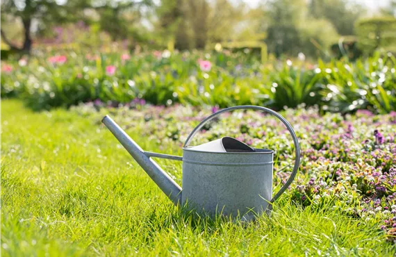 1681 (2) Gießkanne im Garten