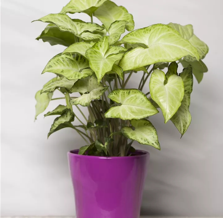 Purpurtute 'White Butterfly'