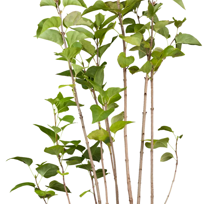 Garten-Flieder Garten-Flieder