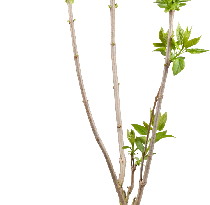 Garten-Flieder Garten-Flieder