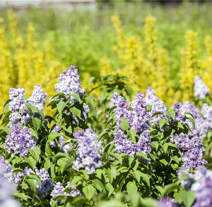 Garten-Flieder Garten-Flieder