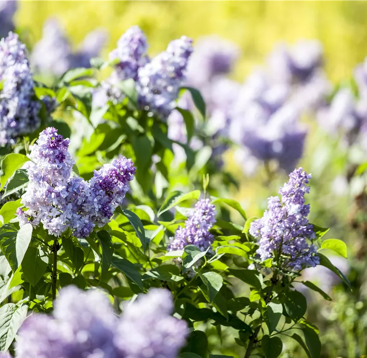 Garten-Flieder Garten-Flieder