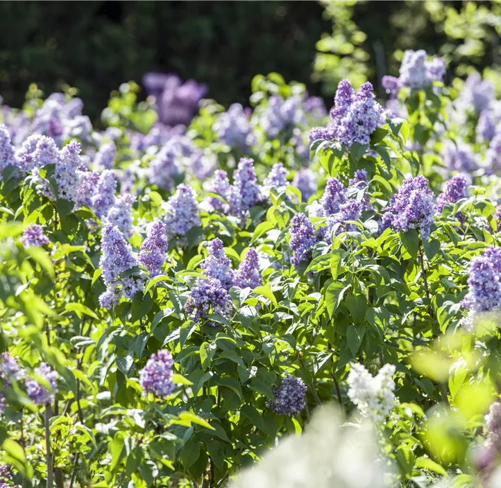 Garten-Flieder Garten-Flieder