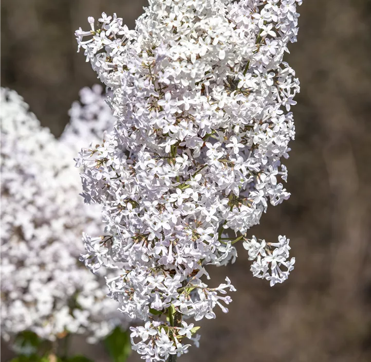 Garten-Flieder Garten-Flieder