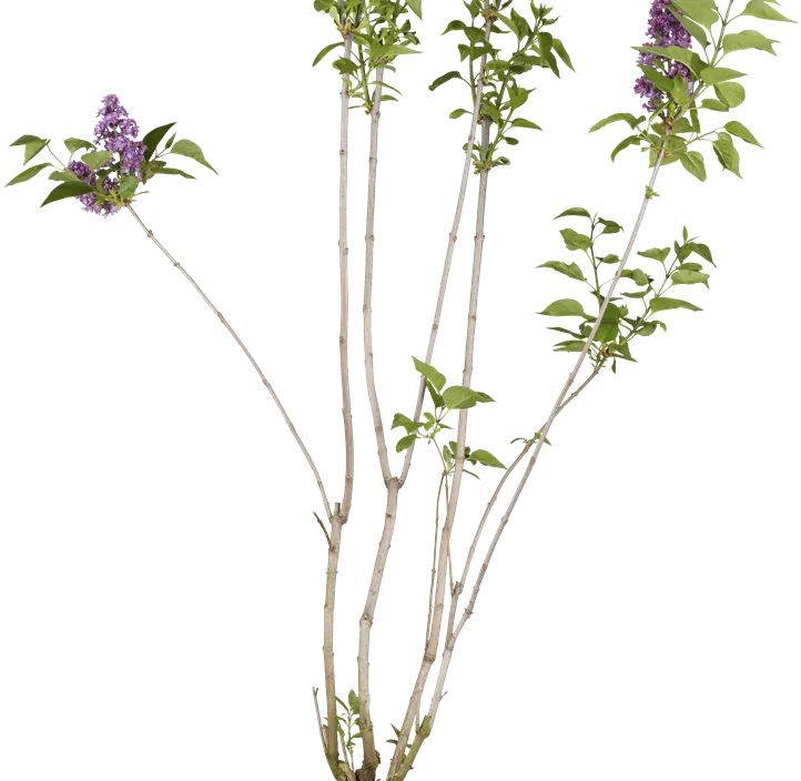 Garten-Flieder Garten-Flieder